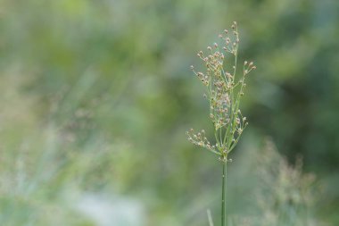 gündüz açık havada yeşil bitkilerin yakın 