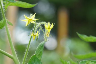 gündüz açık havada yeşil bitkilerin yakın 