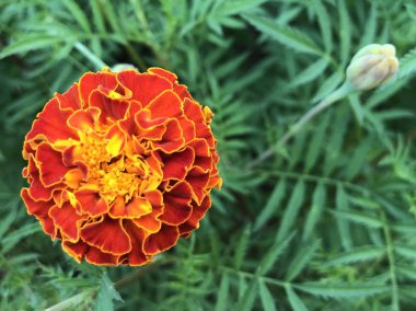 Açık büyüyen renk çiçeği yakın 