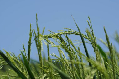 gündüz tarım alanının görünümü