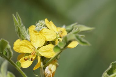 Açık büyüyen renk çiçekler yakın 