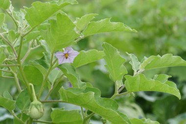 gündüz tarım alanının görünümü