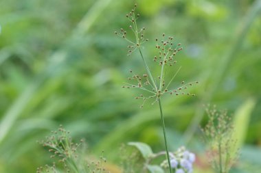 gündüz açık havada yeşil bitkilerin yakın 