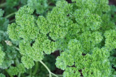 gündüz maydanoz ile tarım alanı görünümü