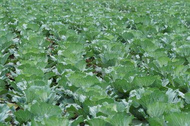 gündüz lahana ile tarım alanı görünümü