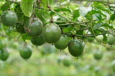 gündüz ağacında büyüyen egzotik meyveler 