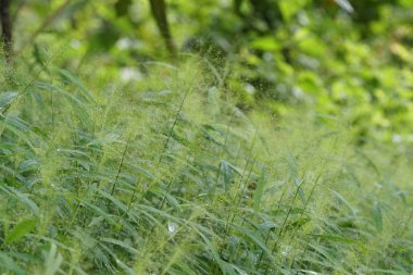 gündüz açık havada yeşil bitkilerin yakın 