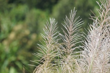 gündüz açık havada yeşil bitkilerin yakın 
