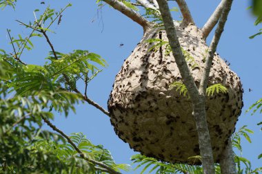 ağaç dalı üzerinde termit yuva yakın 