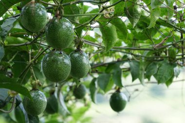 gündüz ağacında büyüyen egzotik meyveler 