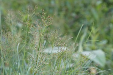 gündüz açık havada yeşil bitkilerin yakın 