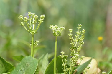 gündüz açık havada yeşil bitkilerin yakın 
