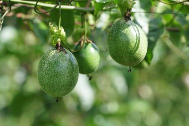 gündüz ağacında büyüyen egzotik meyveler 