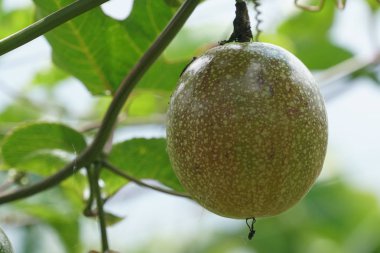 gündüz ağacında büyüyen egzotik meyveler 