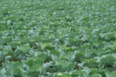 gündüz lahana ile tarım alanı görünümü