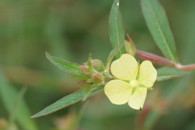 açık havada taze çiçekleri yakın çekim 