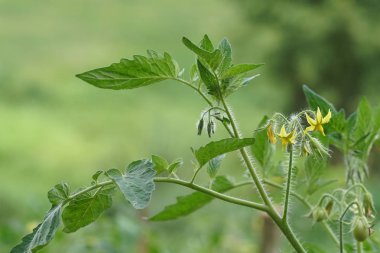 gündüz açık havada yeşil bitkilerin yakın 