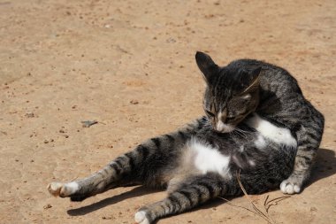 sevimli gri kedi rahatlatıcı açık 