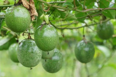gündüz ağacında büyüyen egzotik meyveler 