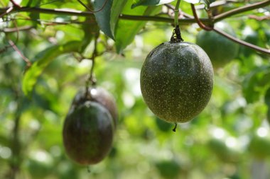 gündüz ağacında büyüyen egzotik meyveler 