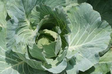 gündüz lahana ile tarım alanı görünümü