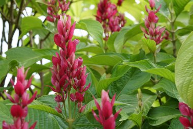 Açık büyüyen renk çiçekler yakın 