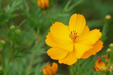 Açık büyüyen renk çiçekler yakın 
