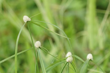 gündüz açık havada yeşil bitkilerin yakın 
