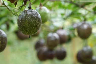 gündüz ağacında büyüyen egzotik meyveler 