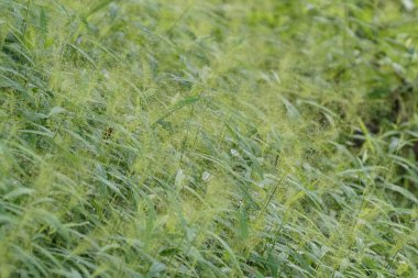 gündüz açık havada yeşil bitkilerin yakın 