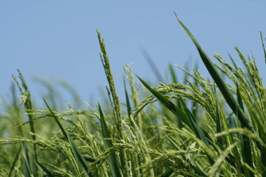 gündüz tarım alanının görünümü