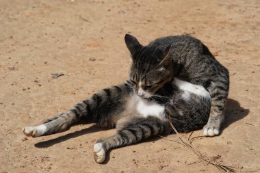 sevimli gri kedi rahatlatıcı açık 