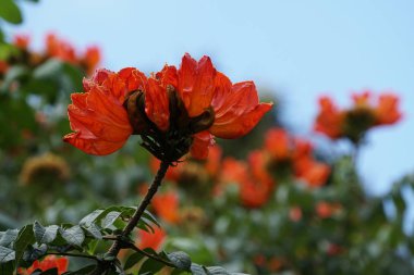 Açık büyüyen renk çiçekler yakın 