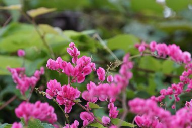 Açık büyüyen renk çiçekler yakın 