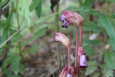 Açık büyüyen renk çiçekler yakın 