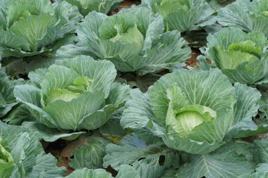 gündüz lahana ile tarım alanı görünümü