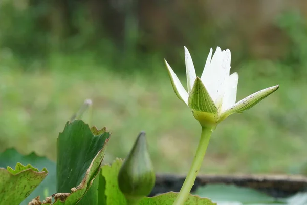 Zbliżenie Kwiatu Lilii Wodnej Powierzchni Wody — Zdjęcie stockowe