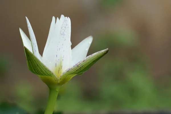 Açık Büyüyen Renk Çiçeği Yakın — Stok fotoğraf