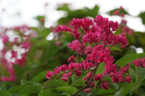 Açık büyüyen renk çiçekler yakın 