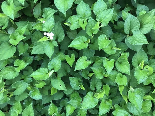 Primer Plano Las Plantas Verdes Aire Libre Durante Día — Foto de Stock