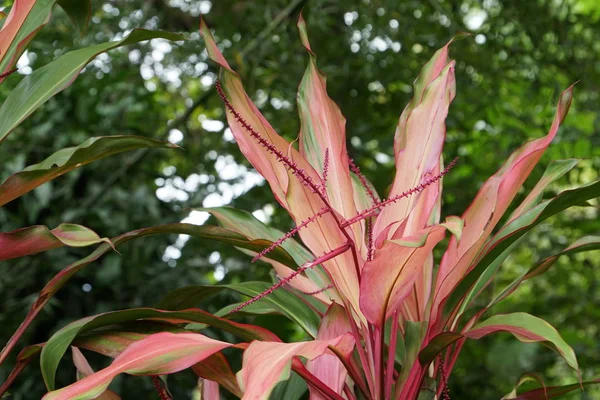 Gros Plan Des Feuilles Des Plantes Couleur Jour — Photo