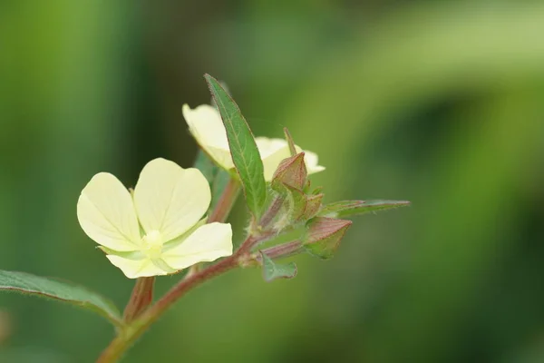 Primo Piano Fiori Freschi Che Crescono All Aperto — Foto Stock