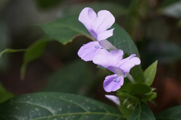 Primer Plano Flores Color Creciendo Aire Libre —  Fotos de Stock