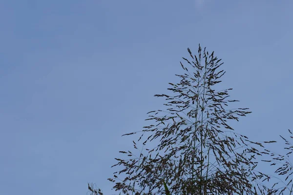 Close Van Groene Planten Buitenshuis Overdag — Stockfoto