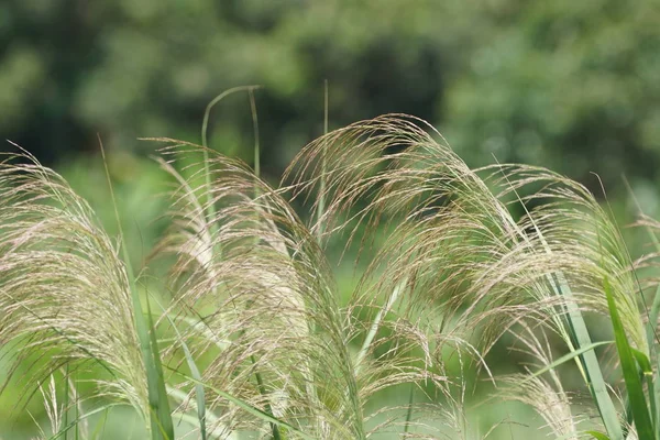 Fermer Les Plantes Vertes Extérieur Jour — Photo