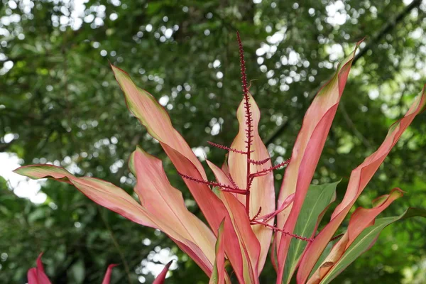 Fechar Folhas Plantas Cores Durante Dia — Fotografia de Stock