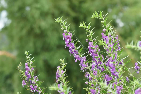 Nahaufnahme Von Farbigen Blumen Die Freien Wachsen — Stockfoto