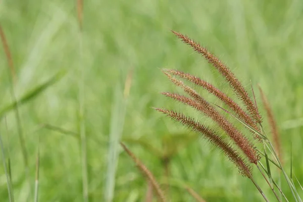 昼間の屋外の緑の植物のクローズアップ — ストック写真