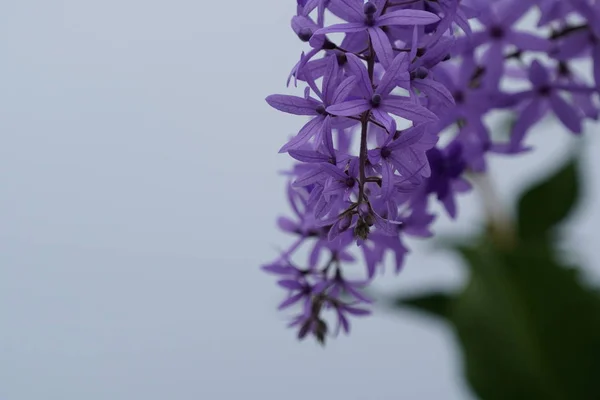 屋外で成長している色の花のクローズアップ — ストック写真