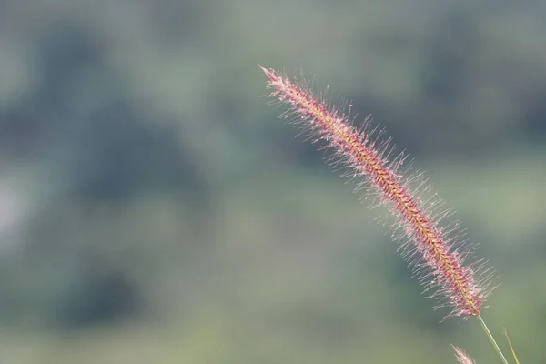 白天户外绿色植物的特写 — 图库照片